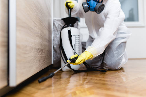 Best Wasp Removal Services  in Verona, VA